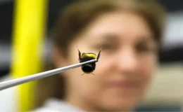 Antalya’dan 25 ülkeye ”bombus arısı” ihracatı