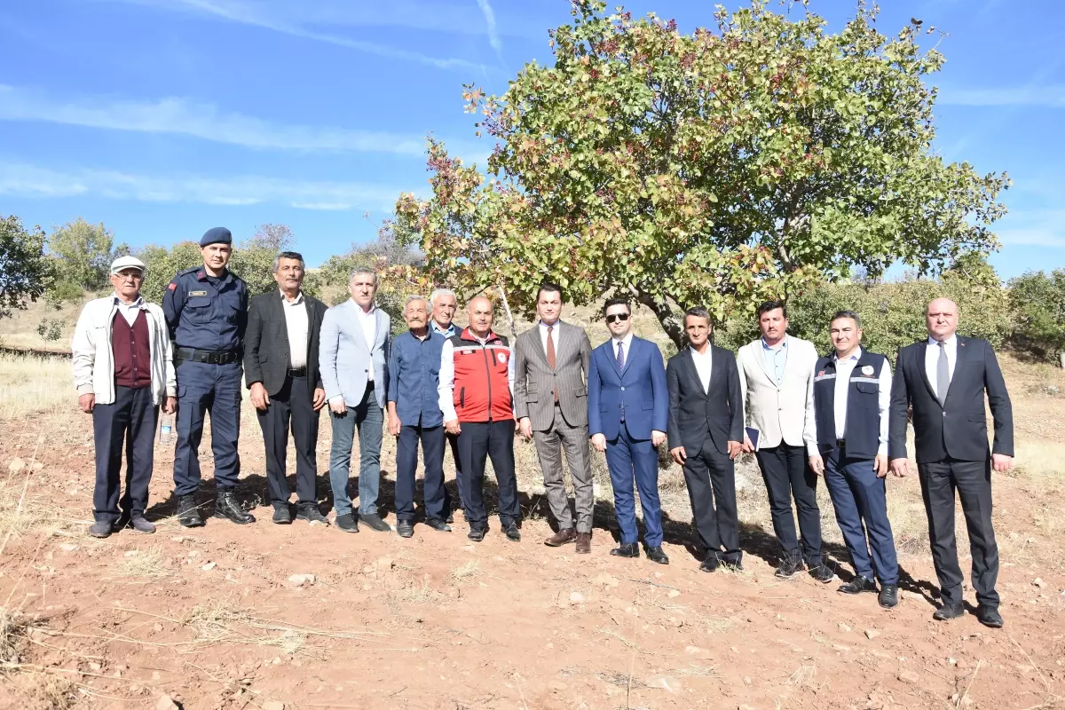 Suşehri’nde Antep Fıstığı Üretimi Artıyor